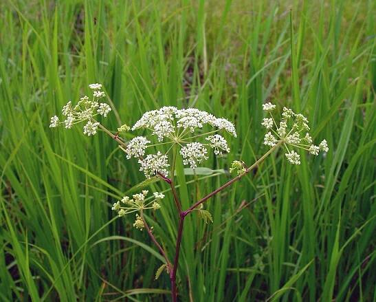 Cicuta maculata (spotted water-hemlock): Go Botany