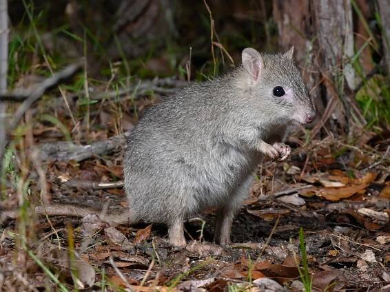 Northern Bettong | Australian Wildlife Conservancy
