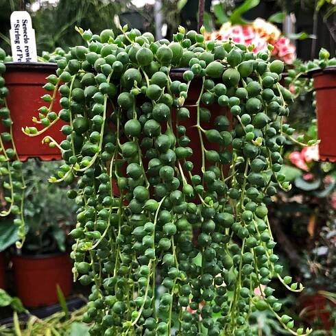 Senecio rowleyanus