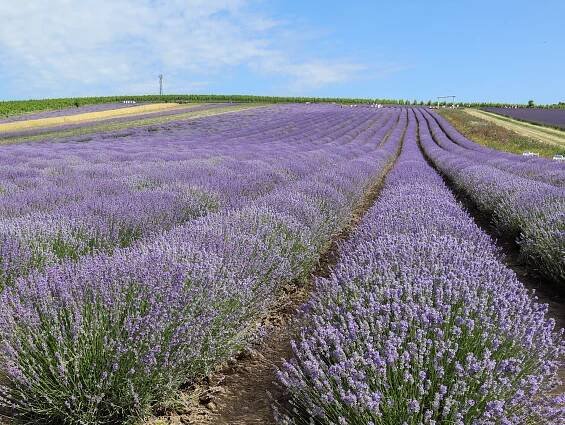 Levandulová farma Starovičky – kousek Provence na jihu Moravy | PrimaVylety.cz