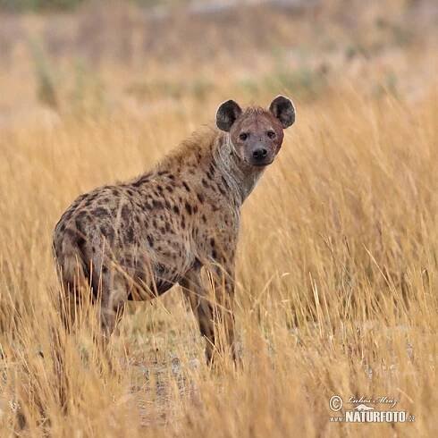 Hyena skvrnitá | Naturfoto.cz