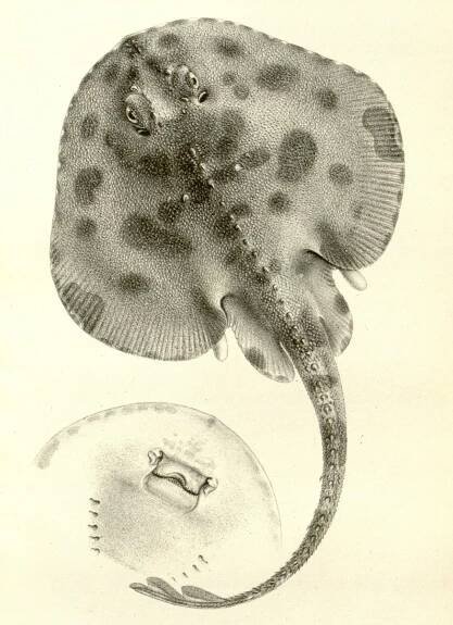 Rajella fyllae