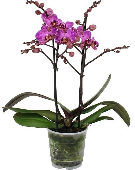 GROW by OBI Orchidej motýlokvětá "Phalaenopsis", různé druhy, pr. 12 x 35-50 cm