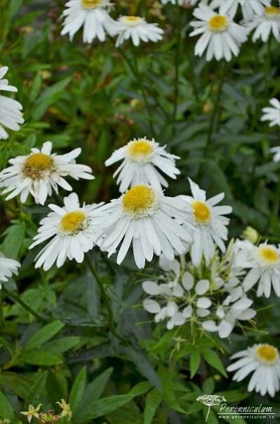Leucanthemum × superbum 'Wirral Supreme' | Perenniculum