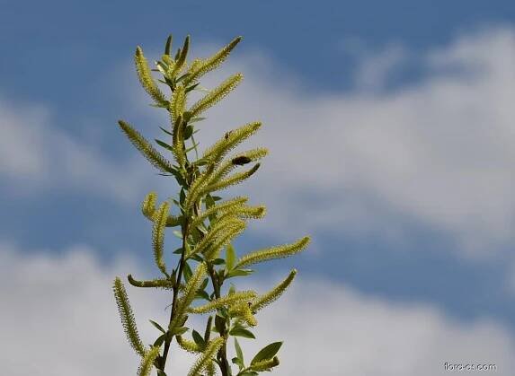 Vrba trojmužná (Salix triandra)