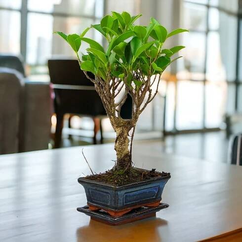 drzewko Bonsai Ficus 'Ginseng’ w pięknej doniczce i stylowym wnętrzu