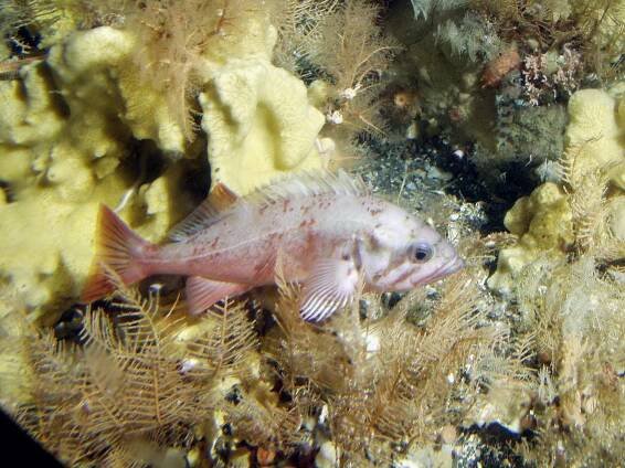 Sebastes polyspinis
