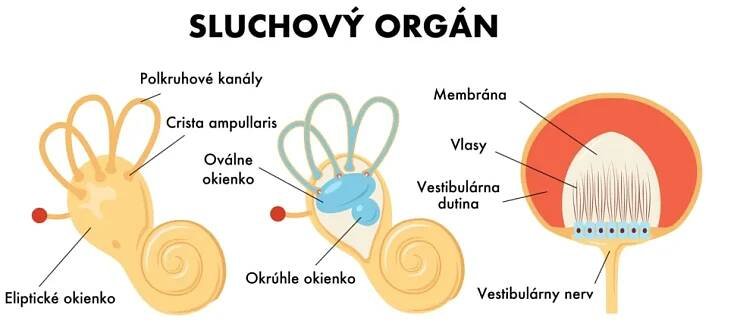 Vestibulární aparát