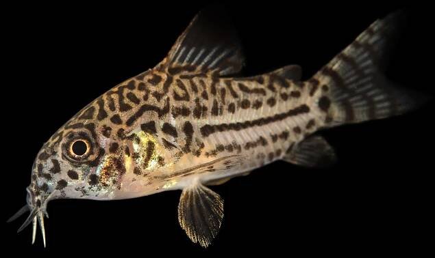 How these fish—'tiny tanks of the Amazon'—survive piranha bites