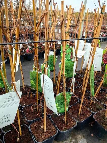 Vitis - Vinná réva KISZMISZ 311 - odrůda bezpestková Výrobce ostatní