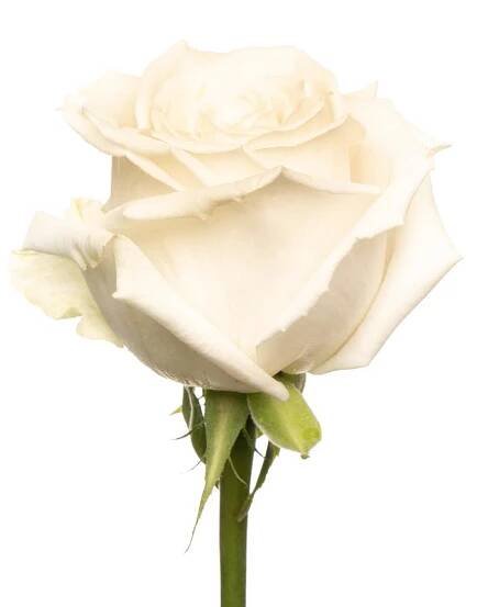 esmeralda-playa-blanca-rose