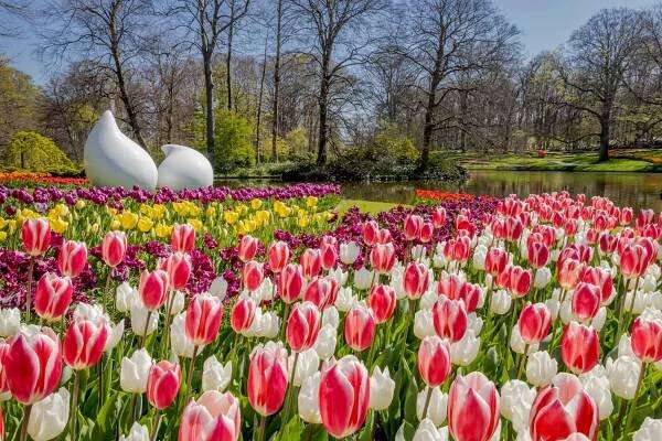 Tulip Park Keukenhof