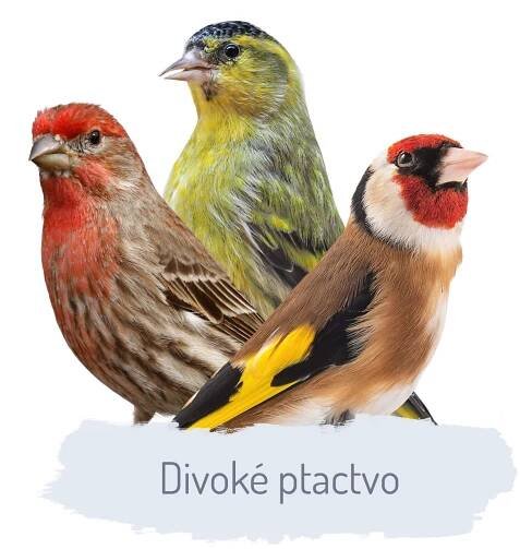 divoke-ptactvo