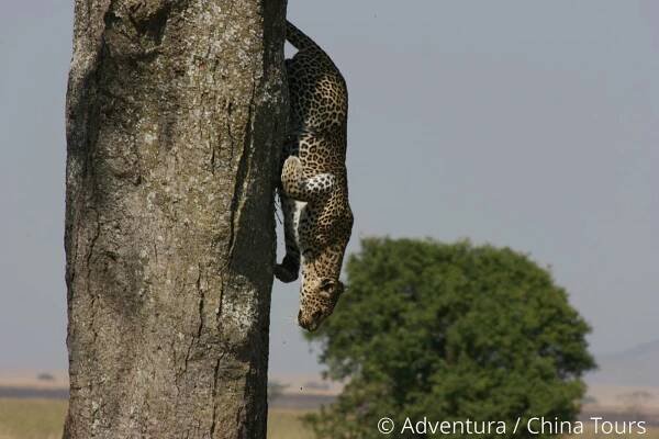 Safari v Keni, Tanzanii a Zanzibar