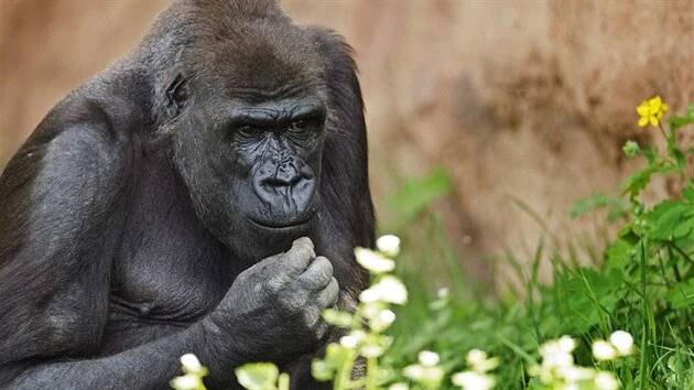 Shinda (*14. 6. 1991, Zoo Apenheul, Apeldoorn, Nizozemsko) žije v Zoo Praha od 5. 9. 2001. V rodině pražských goril zastává druhé nejvýznamnější místo, hned po Richardovi. 
