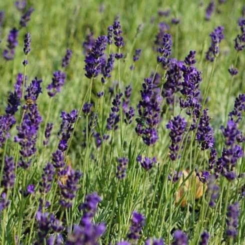 blumixx-stauden-lavandula_angustifolia_hidcote_blue