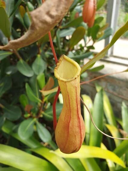 La Nepenthes alata es una carnívora