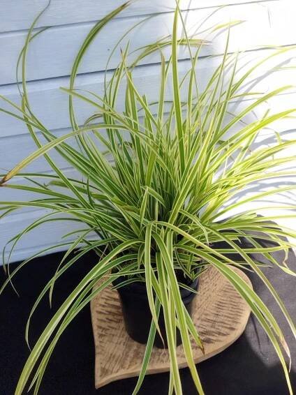 Carex morrowii 'Aureovariegata' - Záhradníctvo Čambor