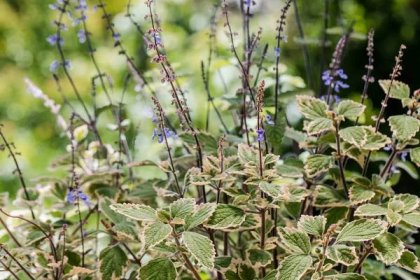 How To Grow Plants In The Plectranthus Genus