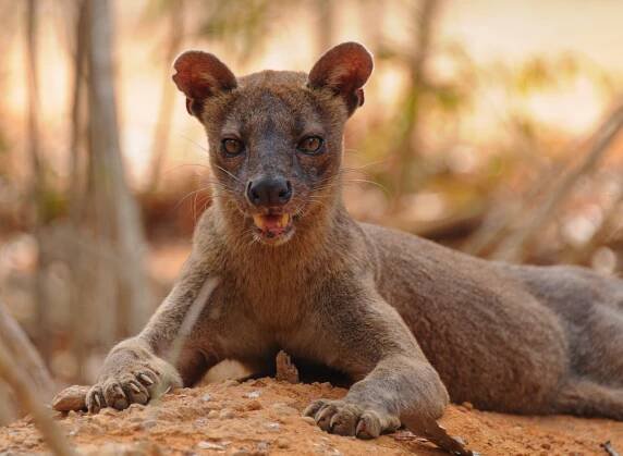 The Scent of Nature - Tanalahorizon - Madagaskar travels since 1995