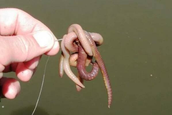 Co má rád burbot ryby?