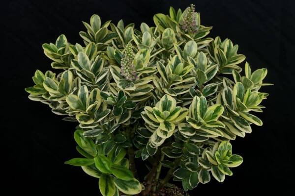 Hebe andersonii Classica