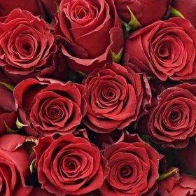 Červená růže RHODOS 70cm (XL)