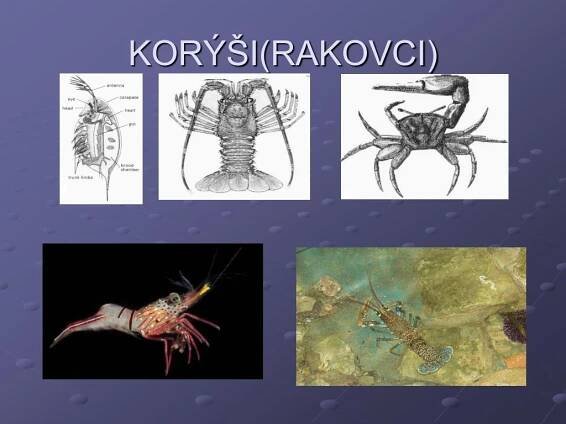PPT - ČLENOVCI PowerPoint Presentation, free download - ID:4157833