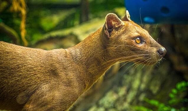 Fossa Singapore Nature 