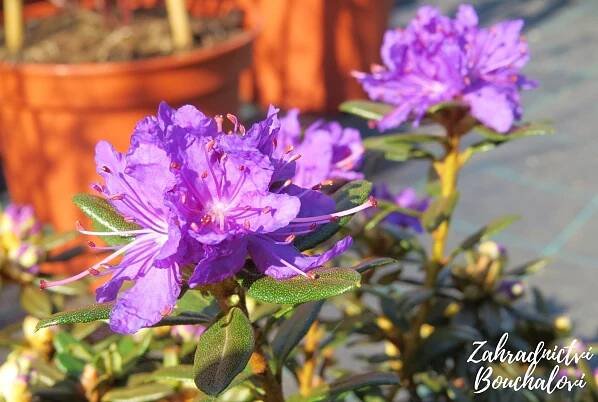 Rododendron (pěnišník) obtížený 'Azurika' – Zahradnictví Bouchalovi