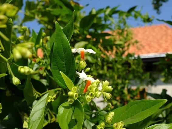 Nyctanthes Arbor
