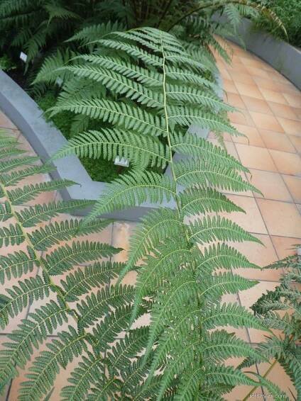 Diksonie - list (Dicksonia antarctica)