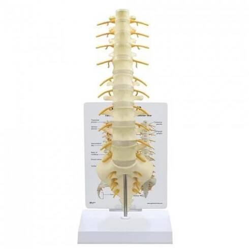 Model části páteře - Sacrum -T8