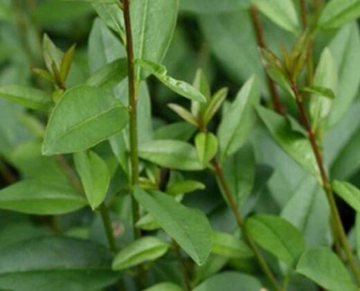 Ptačí zob obecný "LIGUSTRUM VULGARE ATROVIRENS"