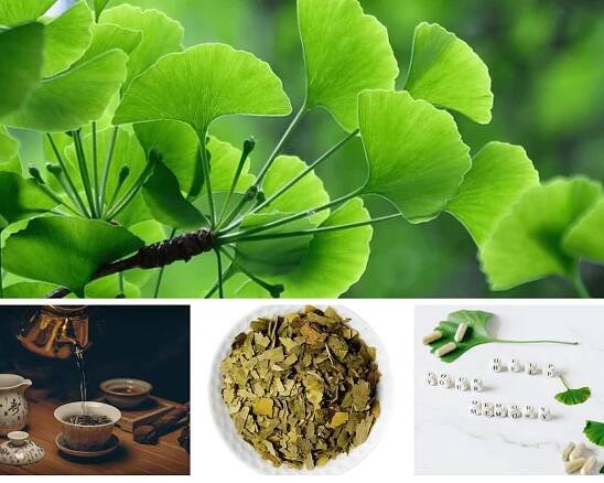 Bylinný čaj ginkgo biloba: posiluje krevní oběh a mozkové funkce