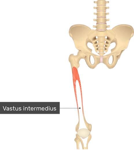 An image showing the Vastus Intermedius Muscle attached to the lower limb