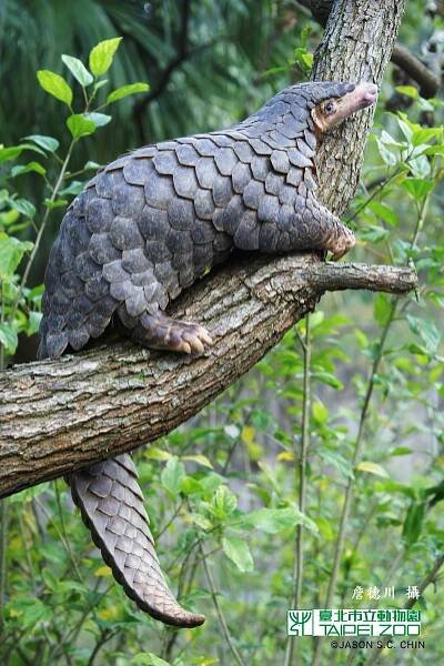 Chinese pangolin | Manis pentadactyla
