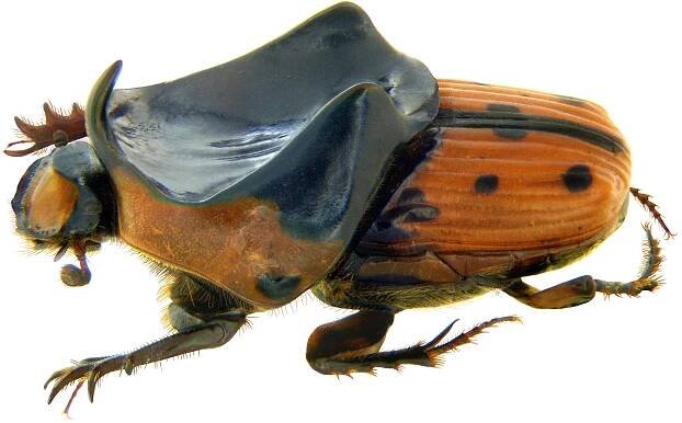 Liatongus rhadamistus