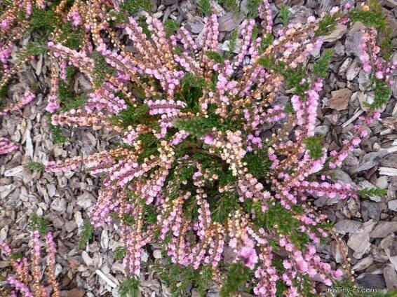 Vřes obecný - Calluna vulgaris J.H. Hamilton