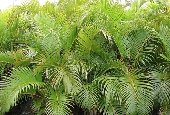 Co má rád Chrysalidocarpus?