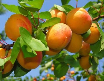 Meruňky jsou oblíbené a chutné ovoce.