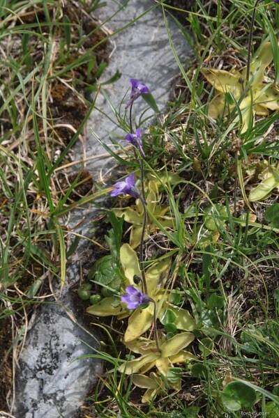 Tučnice obecná (Pinguicula vulgaris)