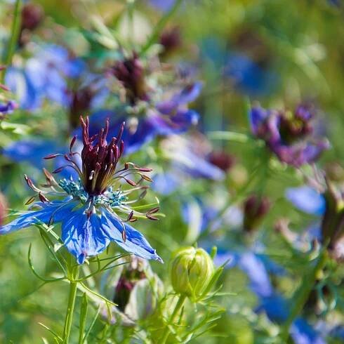 Černucha damašská modrá - Nigella Damascena - pěstování