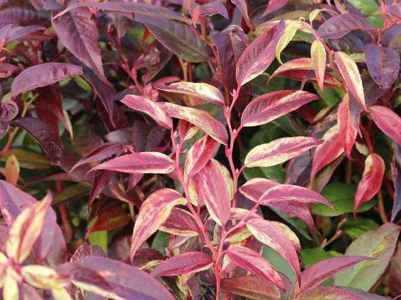 Leucothoe walteri 'Rainbow' - 20/30cm