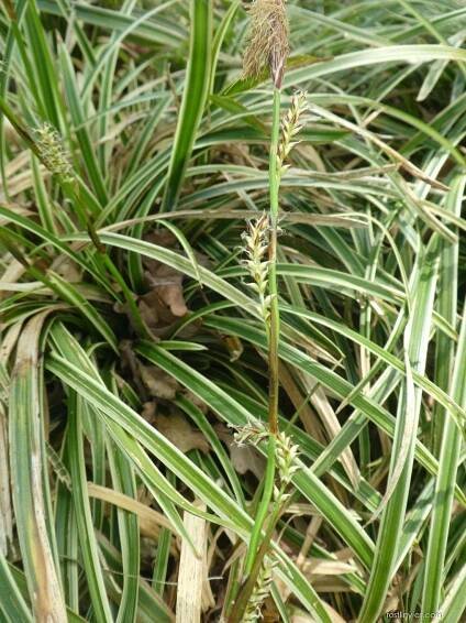 Ostřice japonská Ice Dance (Carex morrowii), rostlina