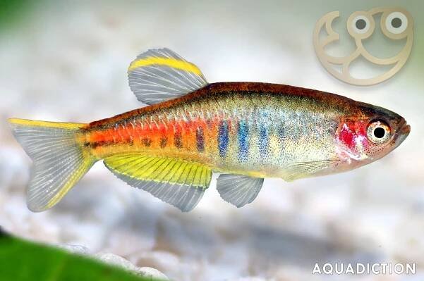 Glowlight Danio - Celestichthys choprae Fish Profile & Care Guide