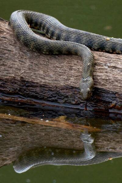 Užovka podplamatá (Natrix tessellata)