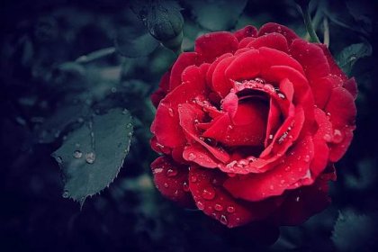 Věčné růže: díky glycerinu je uchováte bez ztráty barvy