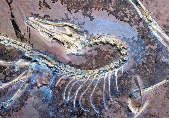 Archaeopteryx fossil found with preserved soft tissue proves Darwin was right all along
