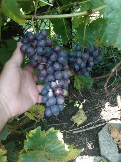 ~~Sada 10 kusů dezertních sazenic révy vinné Ovoce Hroznové Víno Vinná réva Váha výrobku včetně jednotkového obalu 0.4 kg